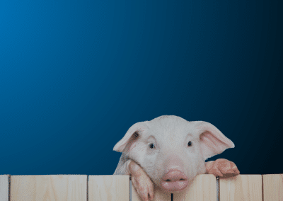 Don’t feed the pigs