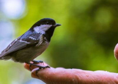 A Bird In Hand Is Worth Way More Than Two In The Bush